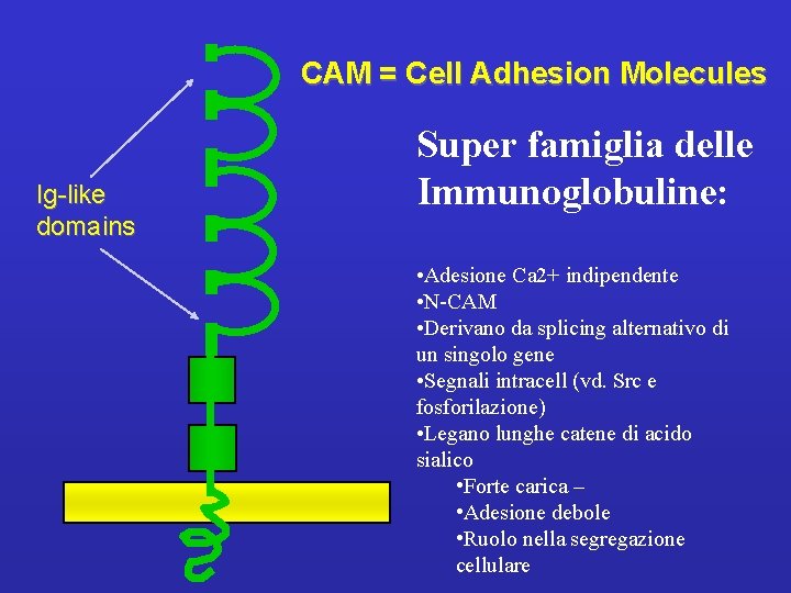 CAM = Cell Adhesion Molecules Ig-like domains Super famiglia delle Immunoglobuline: • Adesione Ca