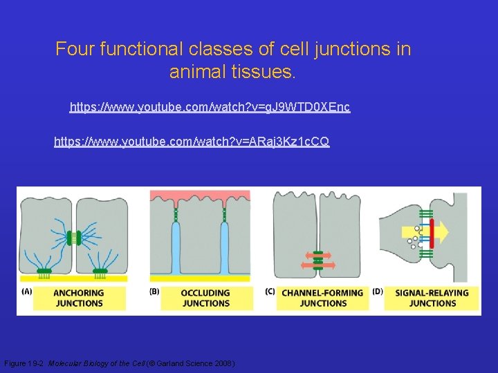 Four functional classes of cell junctions in animal tissues. https: //www. youtube. com/watch? v=g.