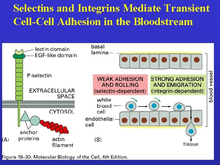 Selectins and Integrins Mediate Transient Cell-Cell Adhesion in the Bloodstream 
