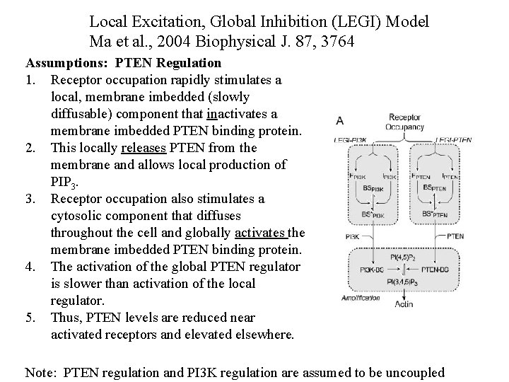 Local Excitation, Global Inhibition (LEGI) Model Ma et al. , 2004 Biophysical J. 87,