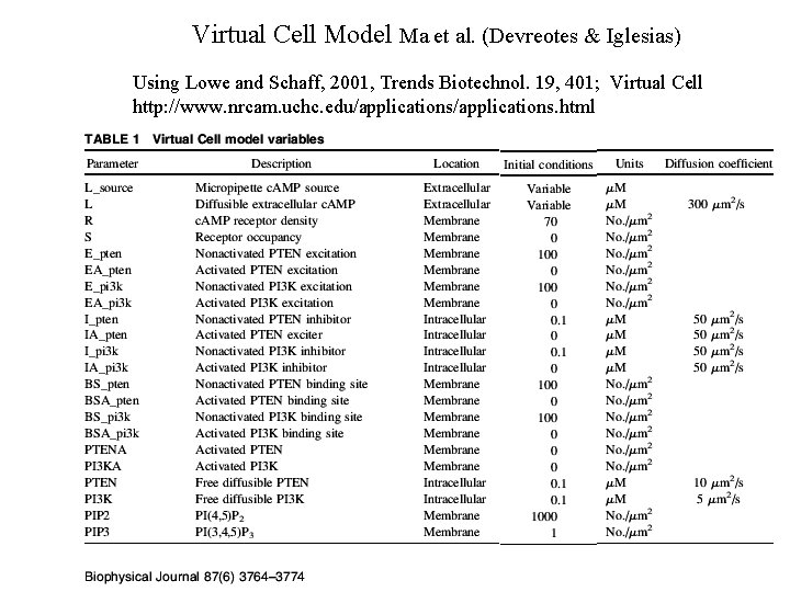 Virtual Cell Model Ma et al. (Devreotes & Iglesias) Using Lowe and Schaff, 2001,