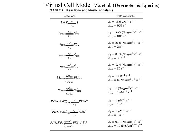 Virtual Cell Model Ma et al. (Devreotes & Iglesias) 