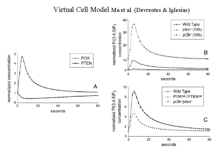 Virtual Cell Model Ma et al. (Devreotes & Iglesias) 