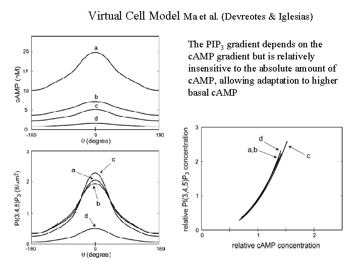 Virtual Cell Model Ma et al. (Devreotes & Iglesias) The PIP 3 gradient depends