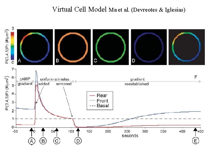 Virtual Cell Model Ma et al. (Devreotes & Iglesias) 