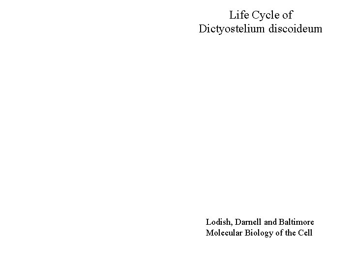 Life Cycle of Dictyostelium discoideum Lodish, Darnell and Baltimore Molecular Biology of the Cell