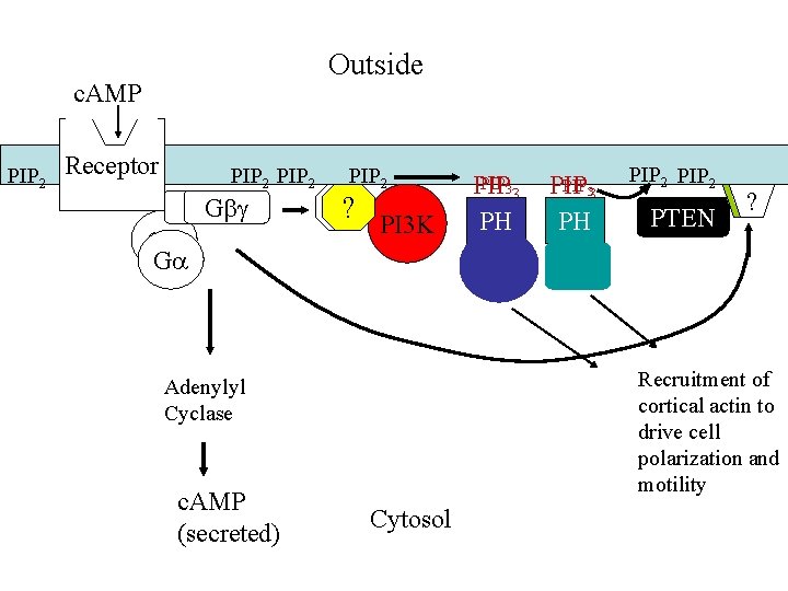 Outside c. AMP PIP 2 Receptor PIP 2 Gbg Ga Ga PIP 2 ?