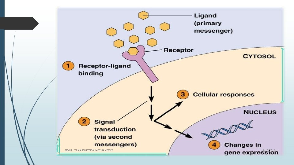 SIGNAL TRANSDUCTION MECHANISMS 1/19/2016 