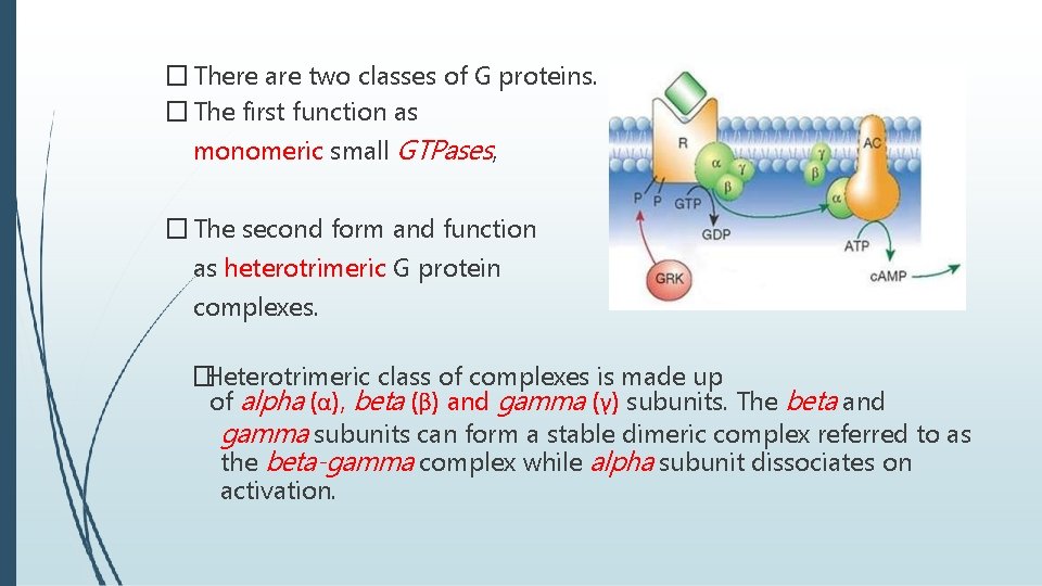 � There are two classes of G proteins. � The first function as monomeric