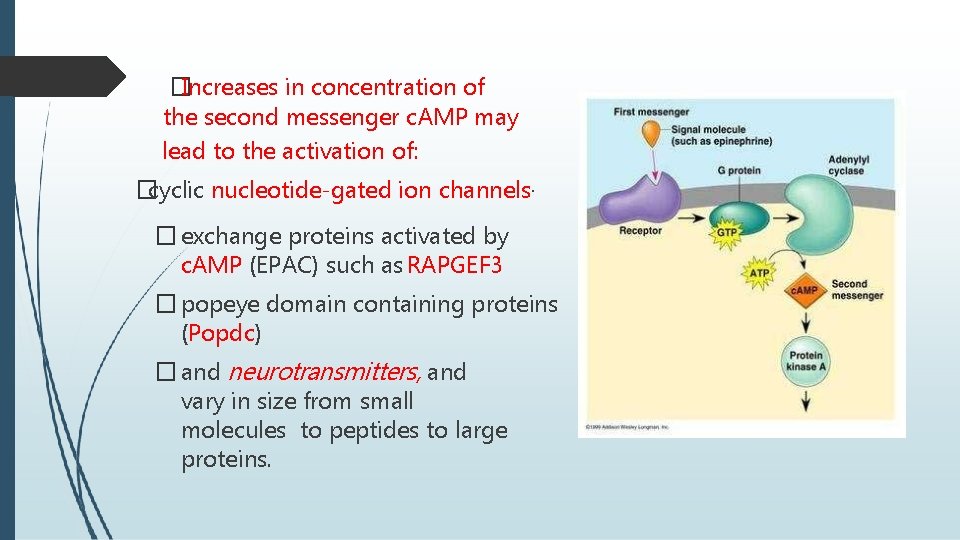 �Increases in concentration of the second messenger c. AMP may lead to the activation