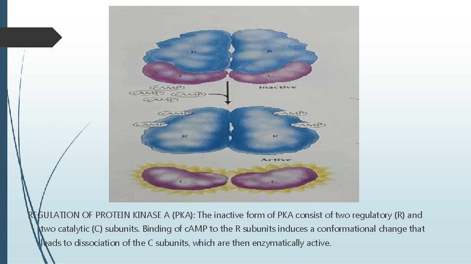REGULATION OF PROTEIN KINASE A (PKA): The inactive form of PKA consist of two