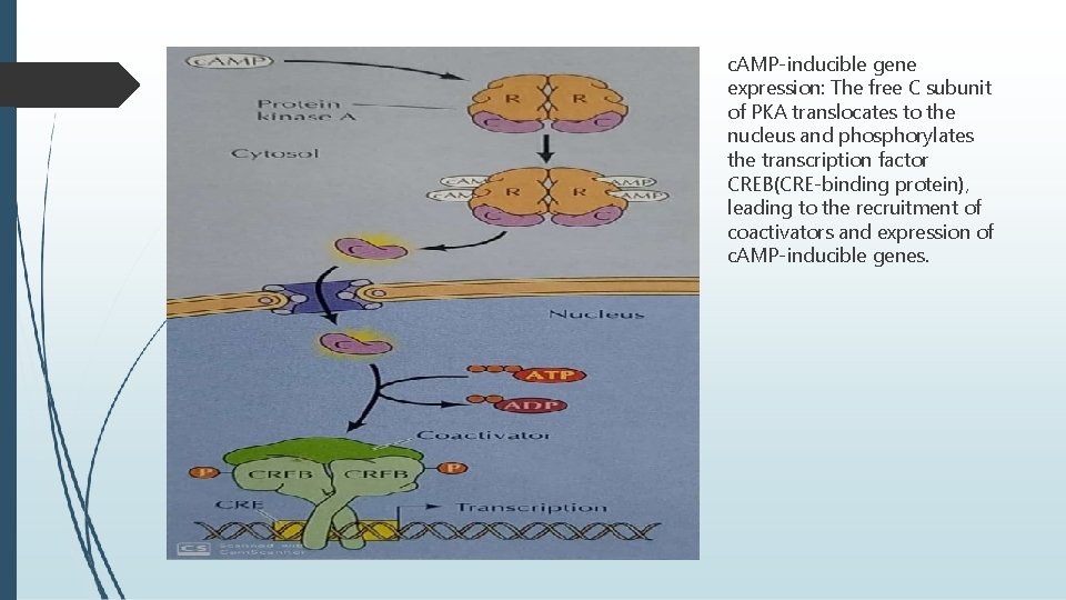 c. AMP-inducible gene expression: The free C subunit of PKA translocates to the nucleus