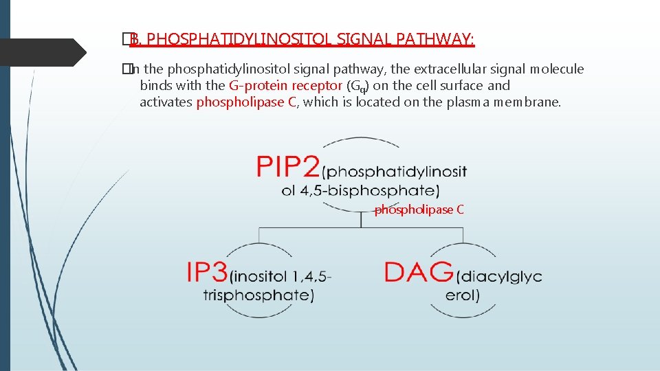 �B. PHOSPHATIDYLINOSITOL SIGNAL PATHWAY; �In the phosphatidylinositol signal pathway, the extracellular signal molecule binds