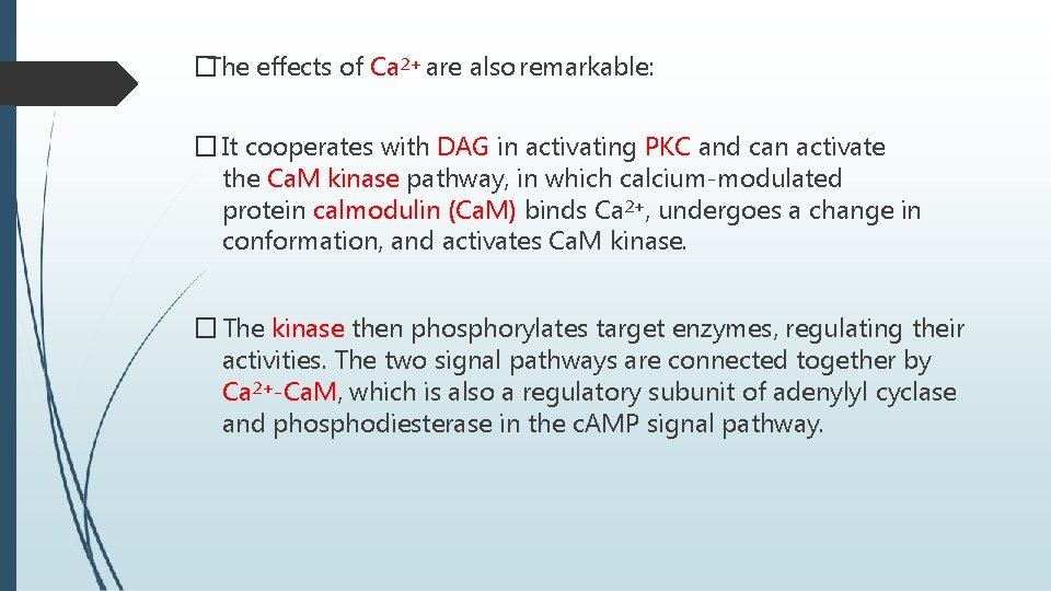 �The effects of Ca 2+ are also remarkable: � It cooperates with DAG in