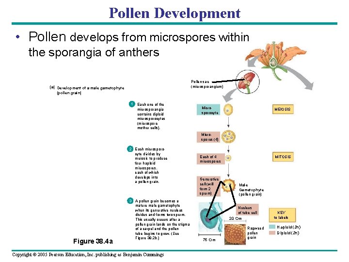 Pollen Development • Pollen develops from microspores within the sporangia of anthers Pollen sac Pollen Development • Pollen develops from microspores within the sporangia of anthers Pollen sac