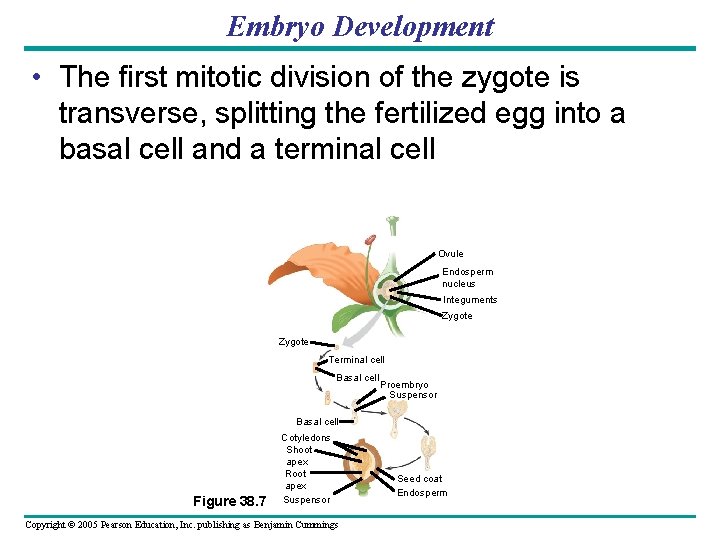 Embryo Development • The first mitotic division of the zygote is transverse, splitting the Embryo Development • The first mitotic division of the zygote is transverse, splitting the