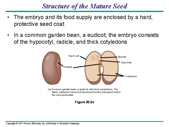 Structure of the Mature Seed • The embryo and its food supply are enclosed Structure of the Mature Seed • The embryo and its food supply are enclosed
