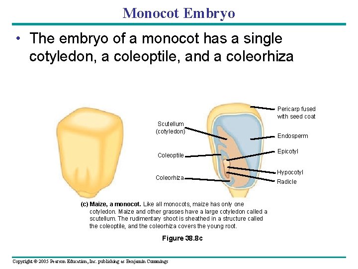 Monocot Embryo • The embryo of a monocot has a single cotyledon, a coleoptile, Monocot Embryo • The embryo of a monocot has a single cotyledon, a coleoptile,