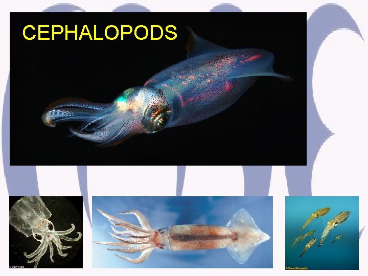 CEPHALOPODS 