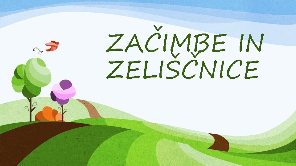 ZAČIMBE IN ZELIŠČNICE 