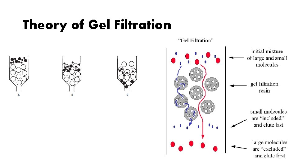 Theory of Gel Filtration Theory of Gel Filtration