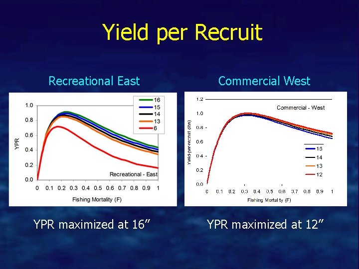 Yield per Recruit Recreational East Commercial West YPR maximized at 16” YPR maximized at