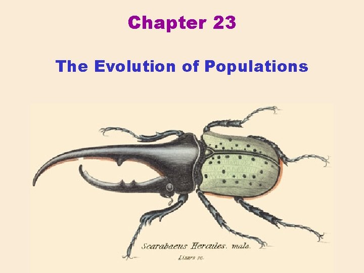 Chapter 23 The Evolution of Populations Western Historical