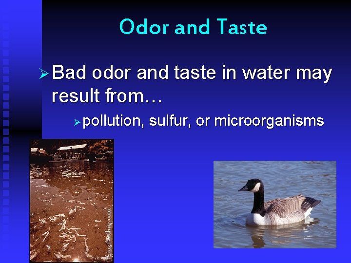 Odor and Taste Ø Bad odor and taste in water may result from… Ø