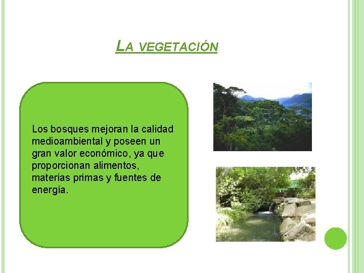 LA VEGETACIÓN Los bosques mejoran la calidad medioambiental y poseen un gran valor económico,