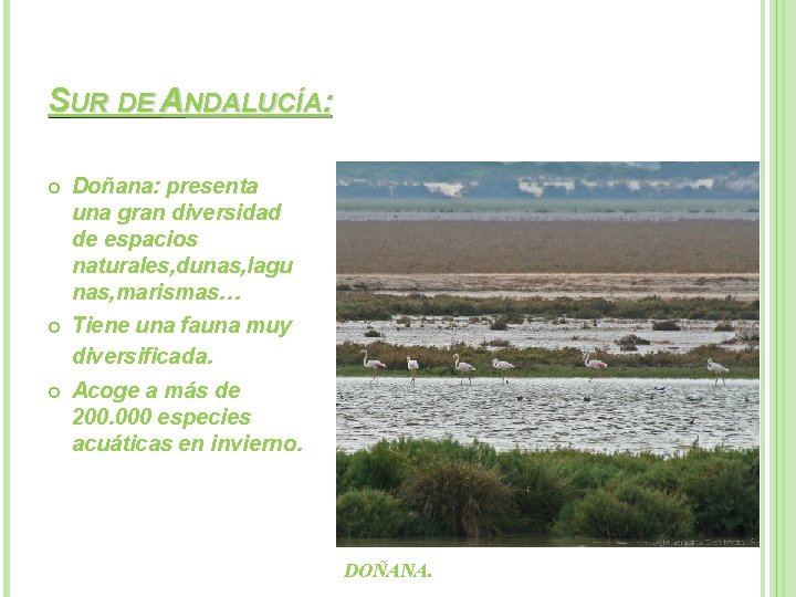 SUR DE ANDALUCÍA: Doñana: presenta una gran diversidad de espacios naturales, dunas, lagu nas,