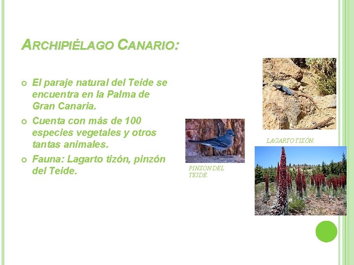 ARCHIPIÉLAGO CANARIO: El paraje natural del Teide se encuentra en la Palma de Gran