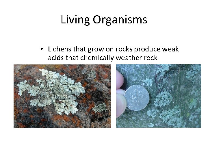 Living Organisms • Lichens that grow on rocks produce weak acids that chemically weather Living Organisms • Lichens that grow on rocks produce weak acids that chemically weather