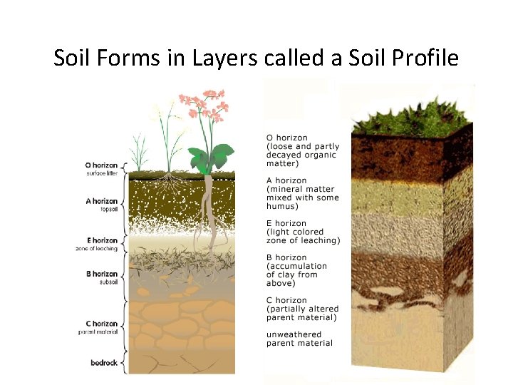 Soil Forms in Layers called a Soil Profile 