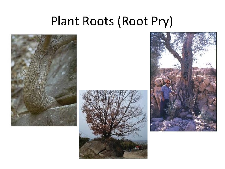 Plant Roots (Root Pry) 