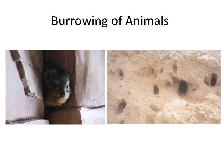 Burrowing of Animals Burrowing of Animals