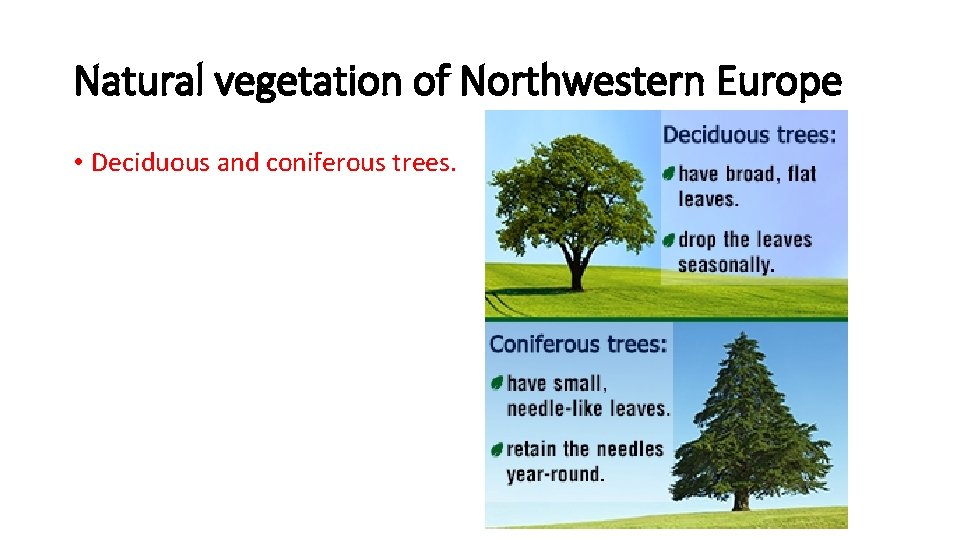 Natural vegetation of Northwestern Europe • Deciduous and coniferous trees. 