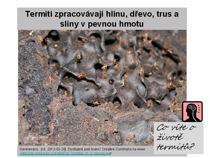 Termiti zpracovávají hlínu, dřevo, trus a sliny v pevnou hmotu Gavinevans. [cit. 2012 -02