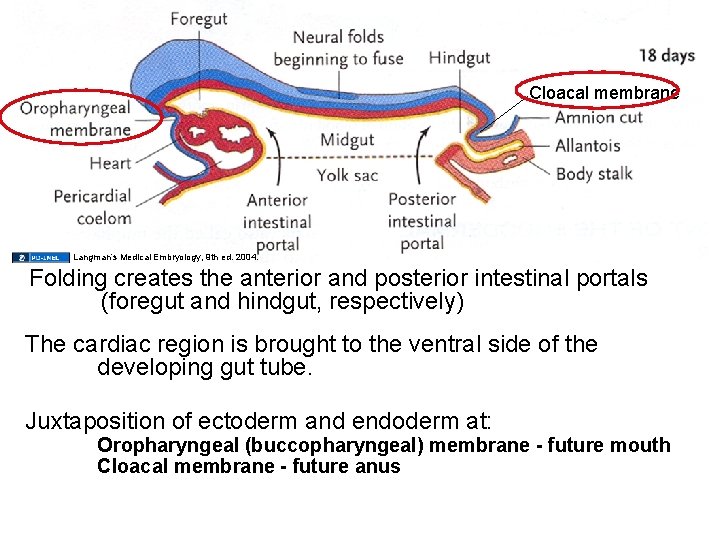 Cloacal membrane Langman’s Medical Embryology, 9 th ed. 2004. Folding creates the anterior and