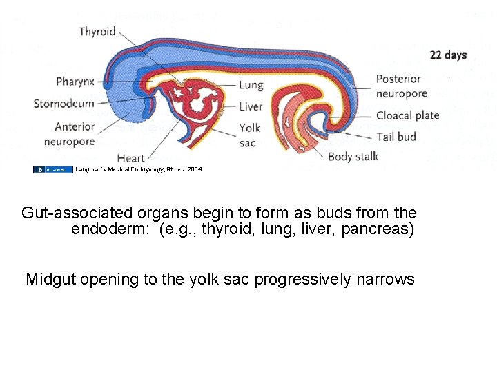 Langman’s Medical Embryology, 9 th ed. 2004. Gut-associated organs begin to form as buds