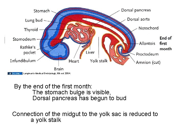 Langman’s Medical Embryology, 9 th ed. 2004. By the end of the first month: