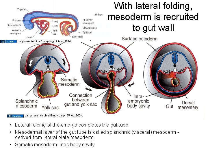 With lateral folding, mesoderm is recruited to gut wall Langman’s Medical Embryology, 9 th