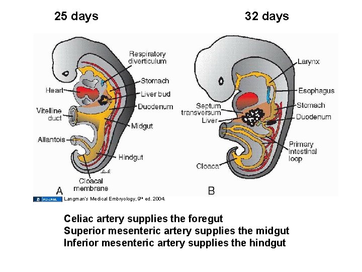 25 days 32 days Langman’s Medical Embryology, 9 th ed. 2004. Celiac artery supplies