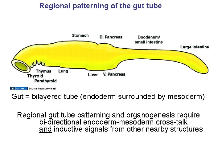Regional patterning of the gut tube Source Undetermined Gut = bilayered tube (endoderm surrounded