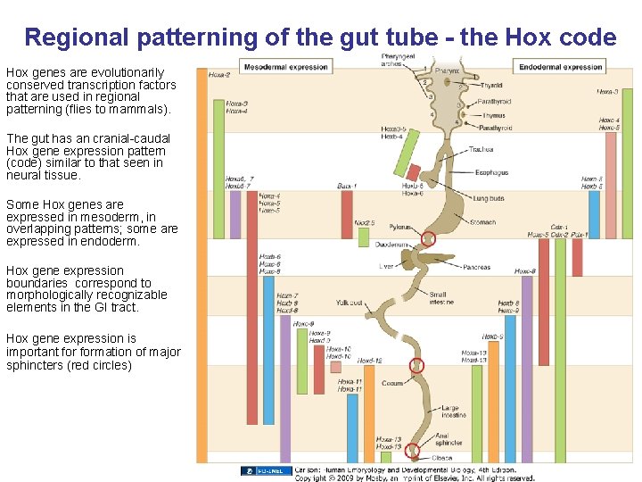 Regional patterning of the gut tube - the Hox code Hox genes are evolutionarily