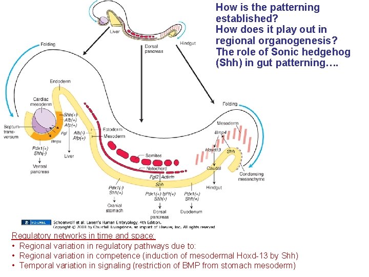 How is the patterning established? How does it play out in regional organogenesis? The