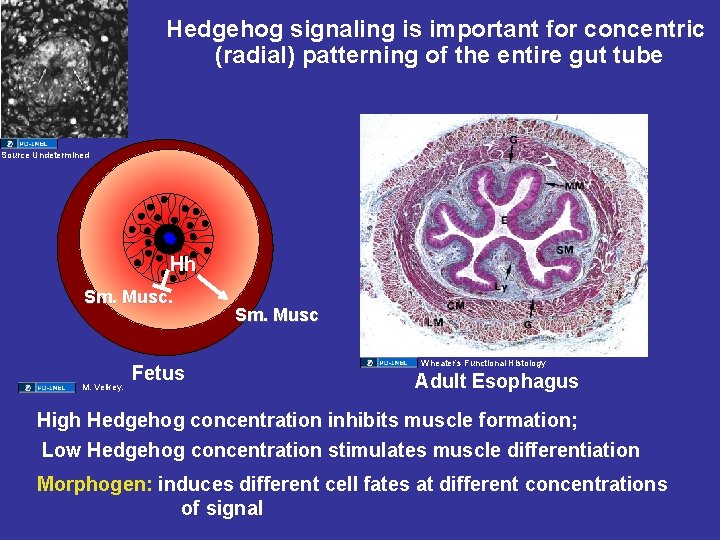 Hedgehog signaling is important for concentric (radial) patterning of the entire gut tube Source