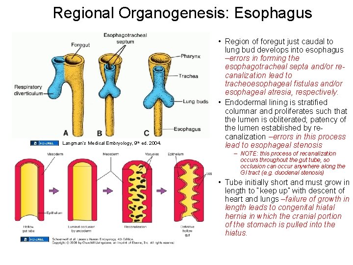 Regional Organogenesis: Esophagus Langman’s Medical Embryology, 9 th ed. 2004. • Region of foregut