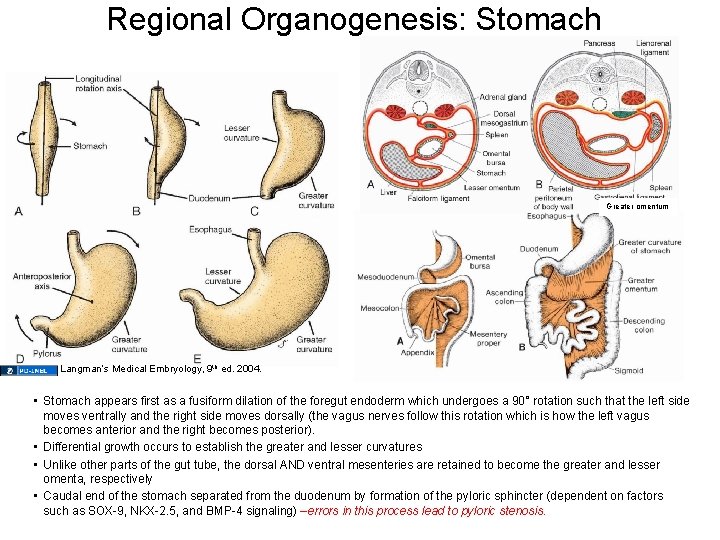 Regional Organogenesis: Stomach Greater omentum Langman’s Medical Embryology, 9 th ed. 2004. • Stomach