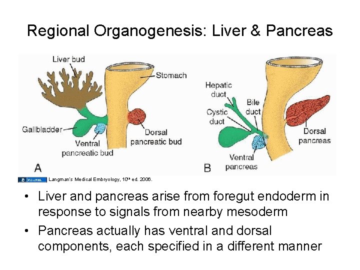 Regional Organogenesis: Liver & Pancreas Langman’s Medical Embryology, 10 th ed. 2006. • Liver