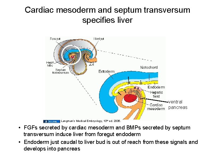 Cardiac mesoderm and septum transversum specifies liver ventral pancreas Langman’s Medical Embryology, 10 th